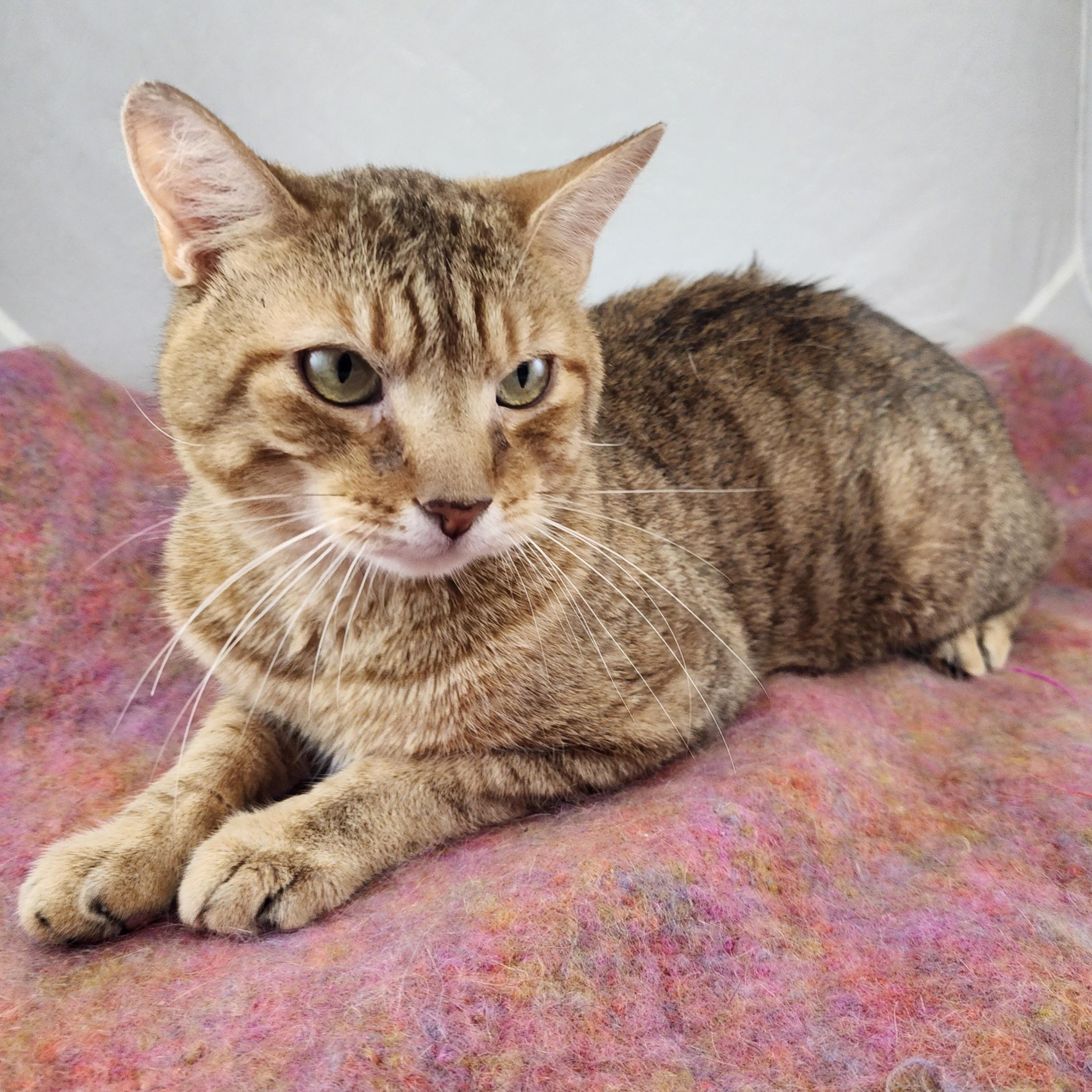 Enlarge Willie, a Adoptable Domestic Short Hair in New York, NY image 5/6