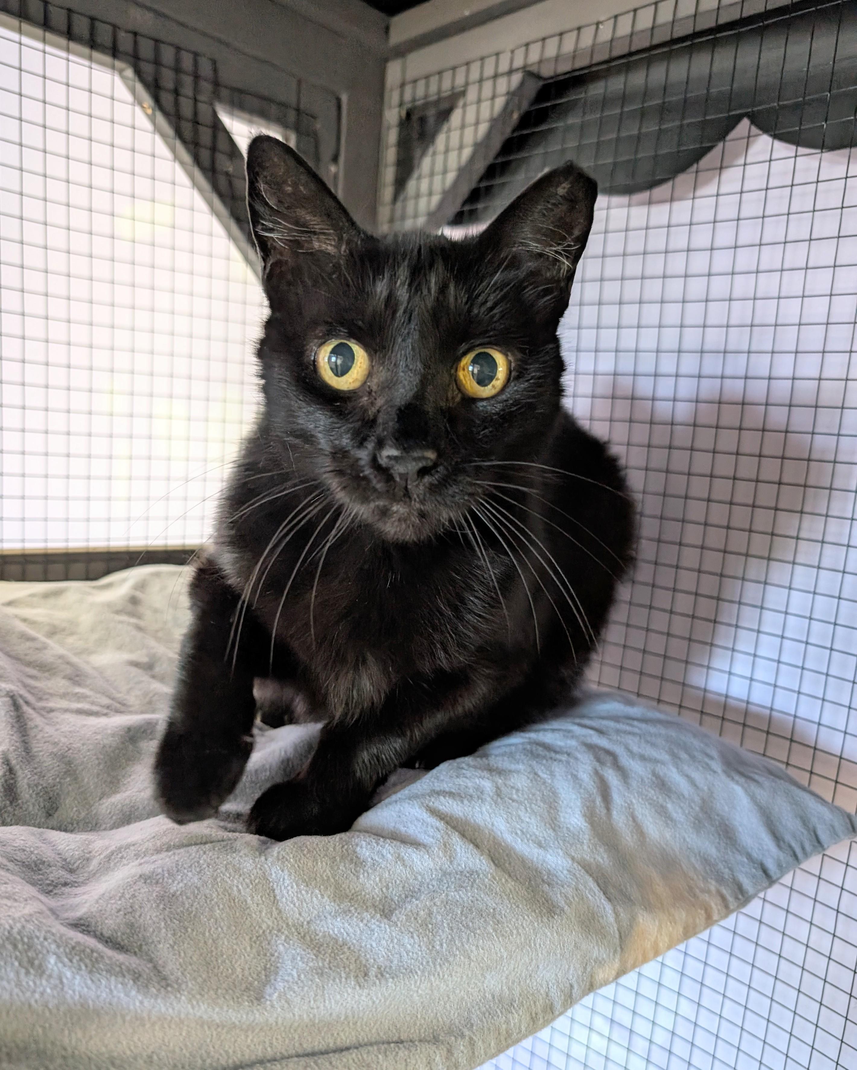 Stubby, Senior Female unknown