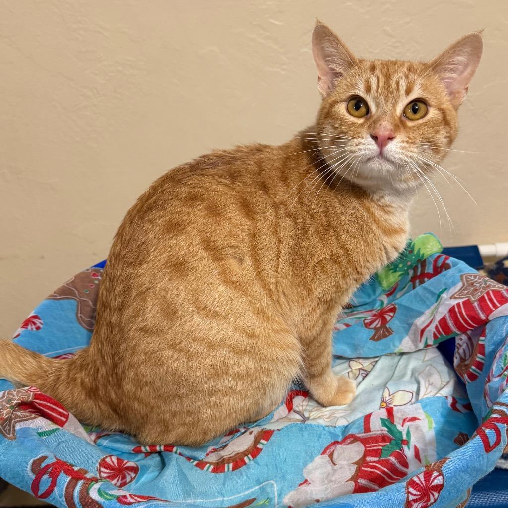 Pierre, a Adopted mixed breed in Cambria, CA image 1/6