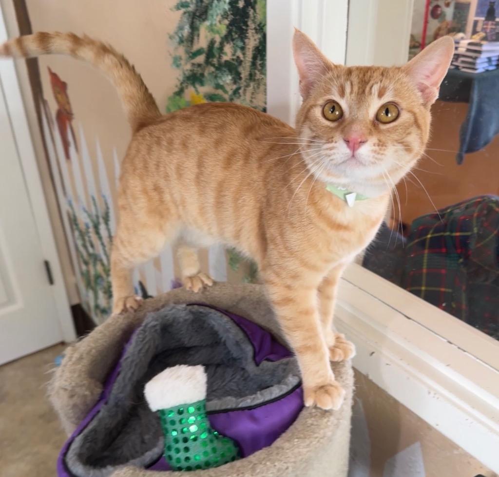 Pierre, a Adopted mixed breed in Cambria, CA image 2/6