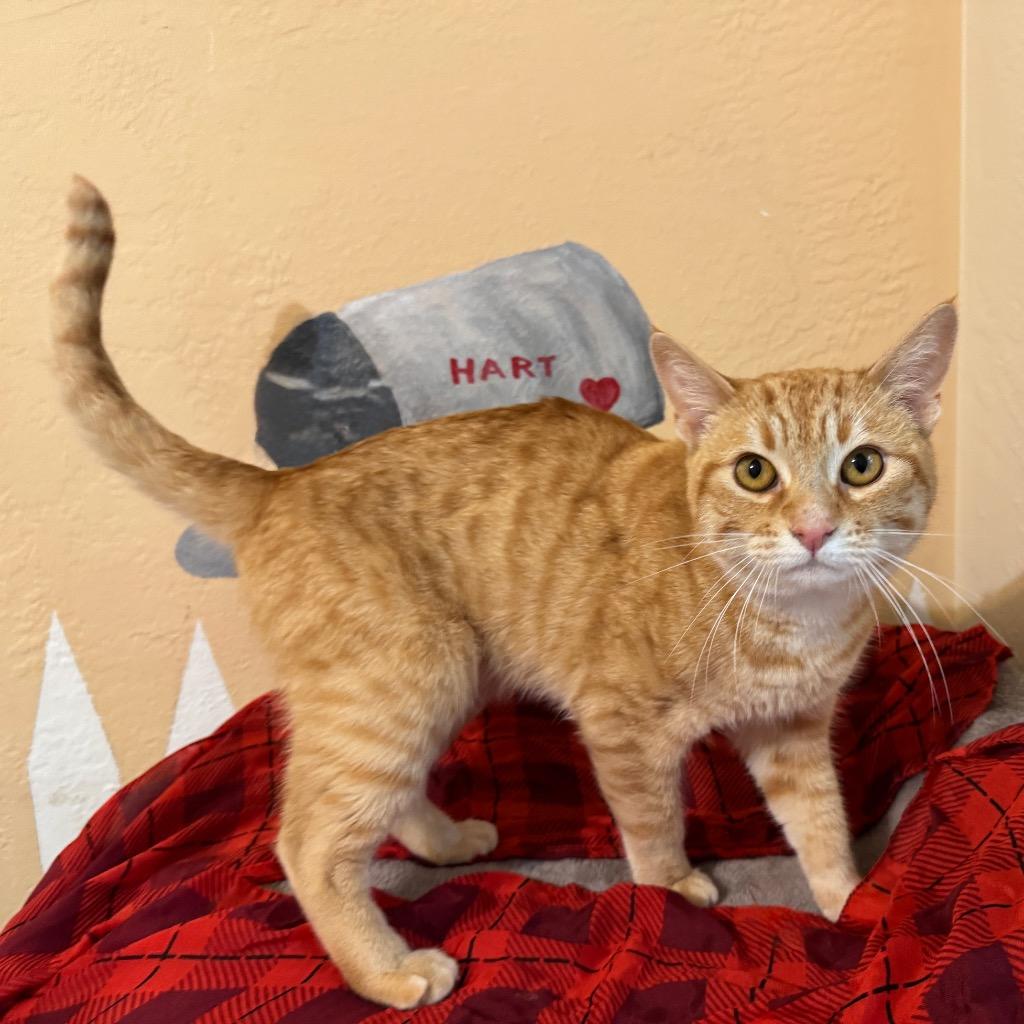 Pierre, a Adopted mixed breed in Cambria, CA image 3/6