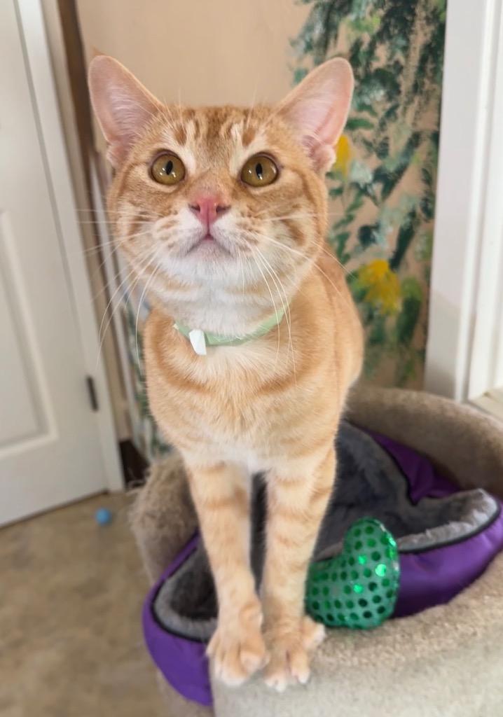 Pierre, a Adopted mixed breed in Cambria, CA image 6/6