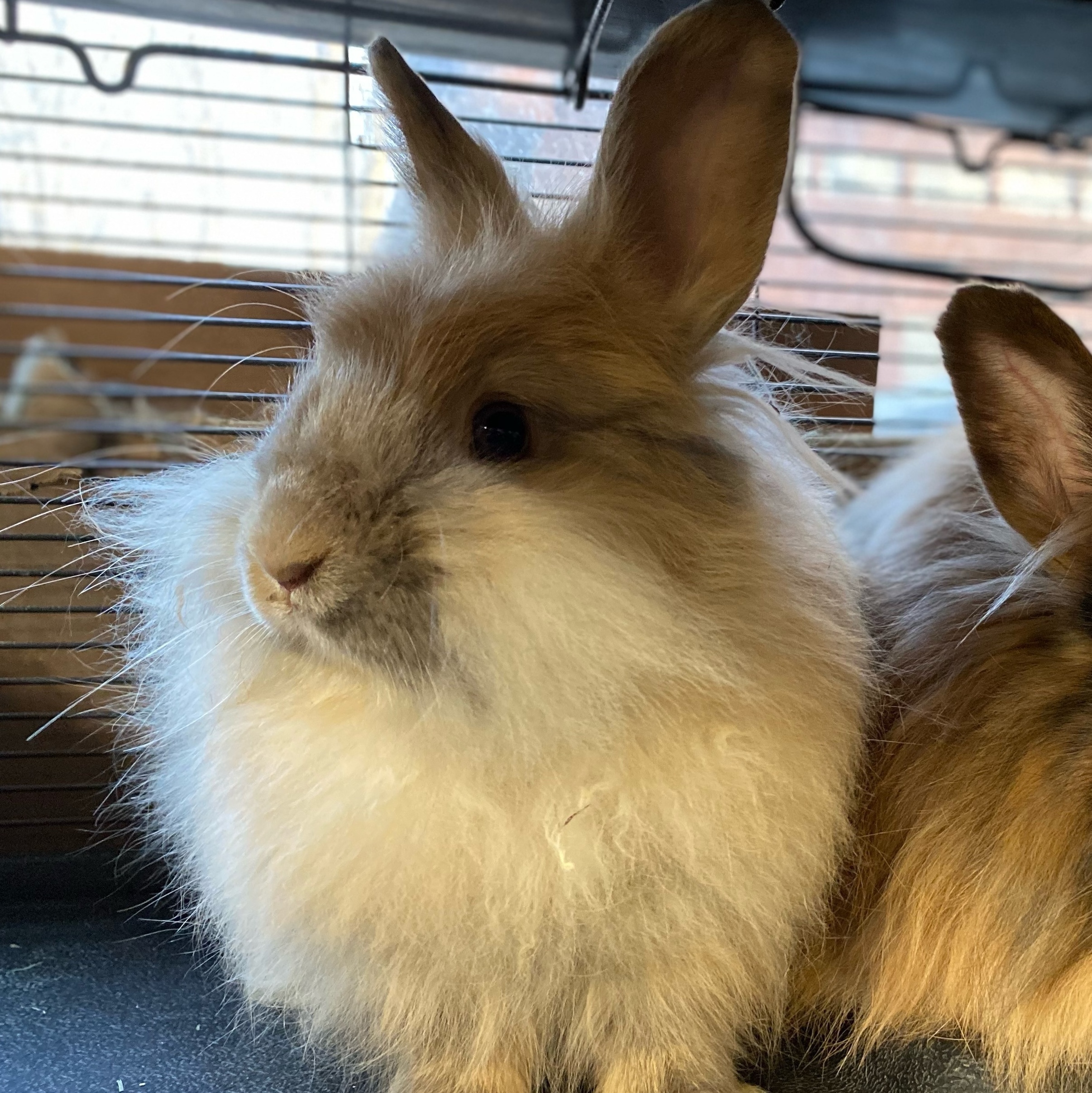 Silk, a Adoptable Angora Rabbit in Indianapolis, IN image 1/10