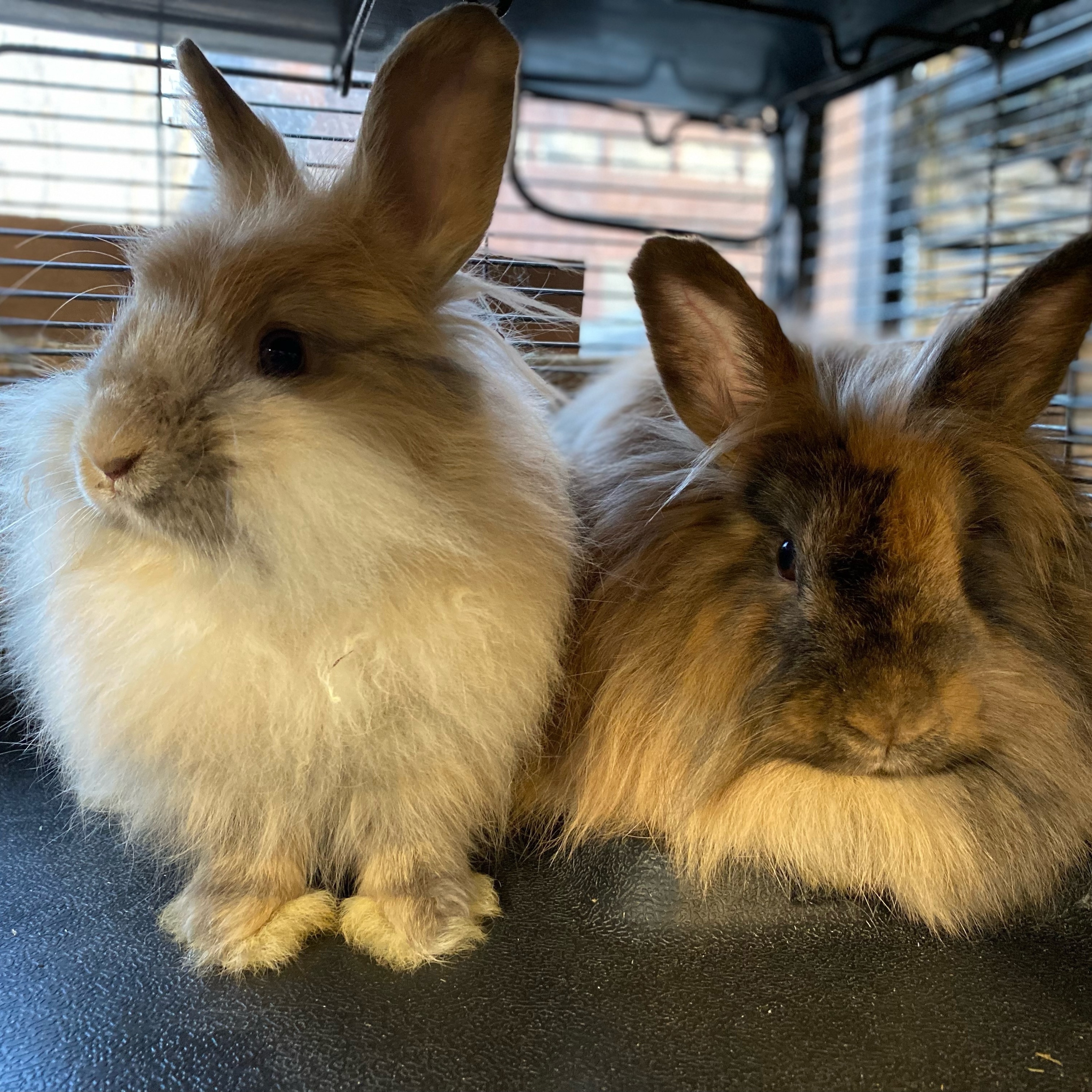 Silk, a Adoptable Angora Rabbit in Indianapolis, IN image 2/10