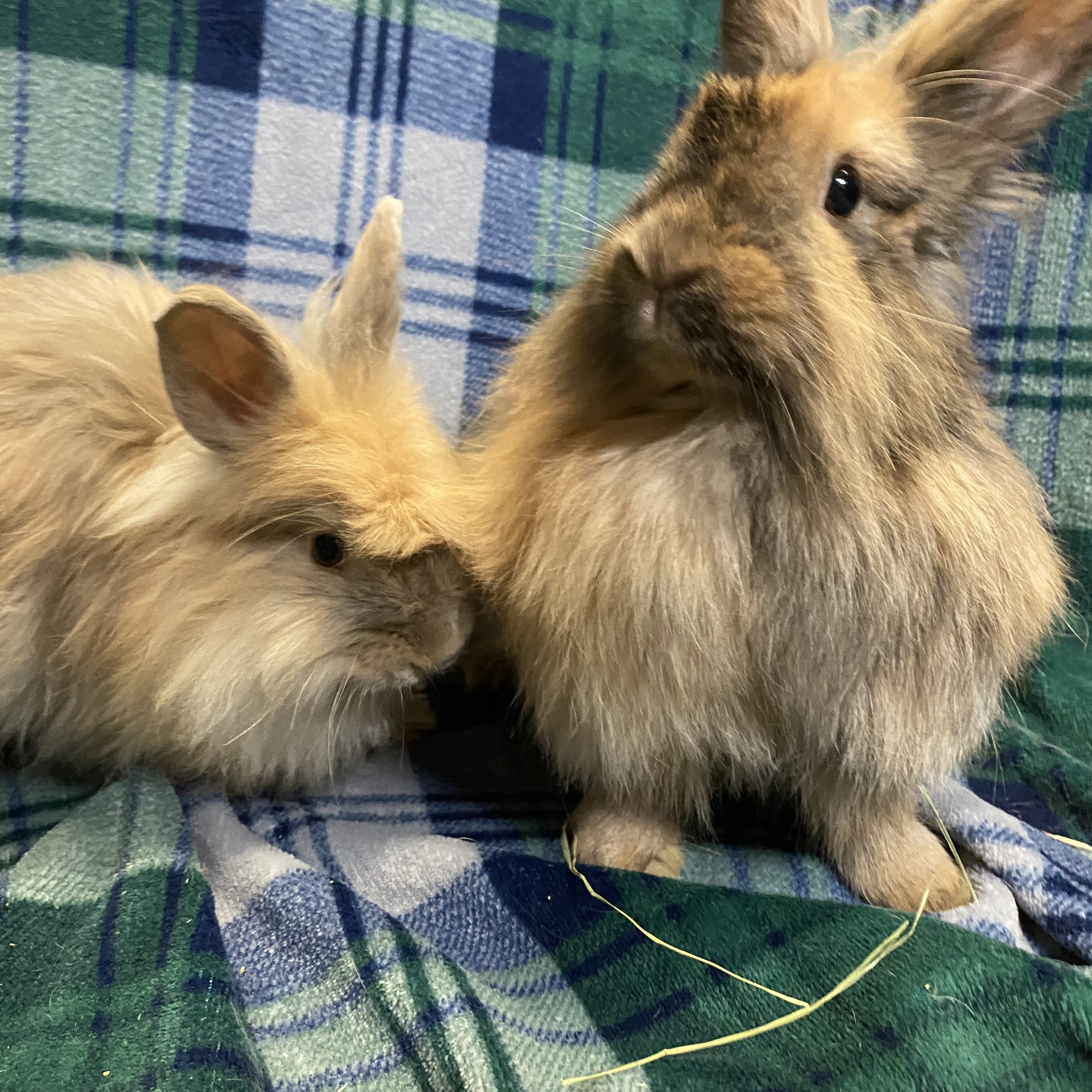 Diamond & Silk, Adoptable, Adult Female Angora Rabbit.