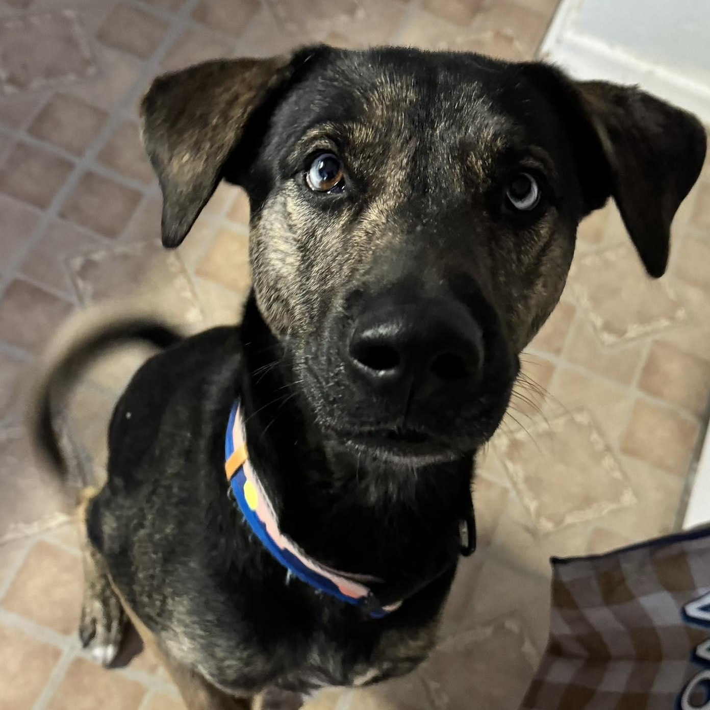 Chucky, Adoptable, Young Male Labrador Retriever & Shepherd.