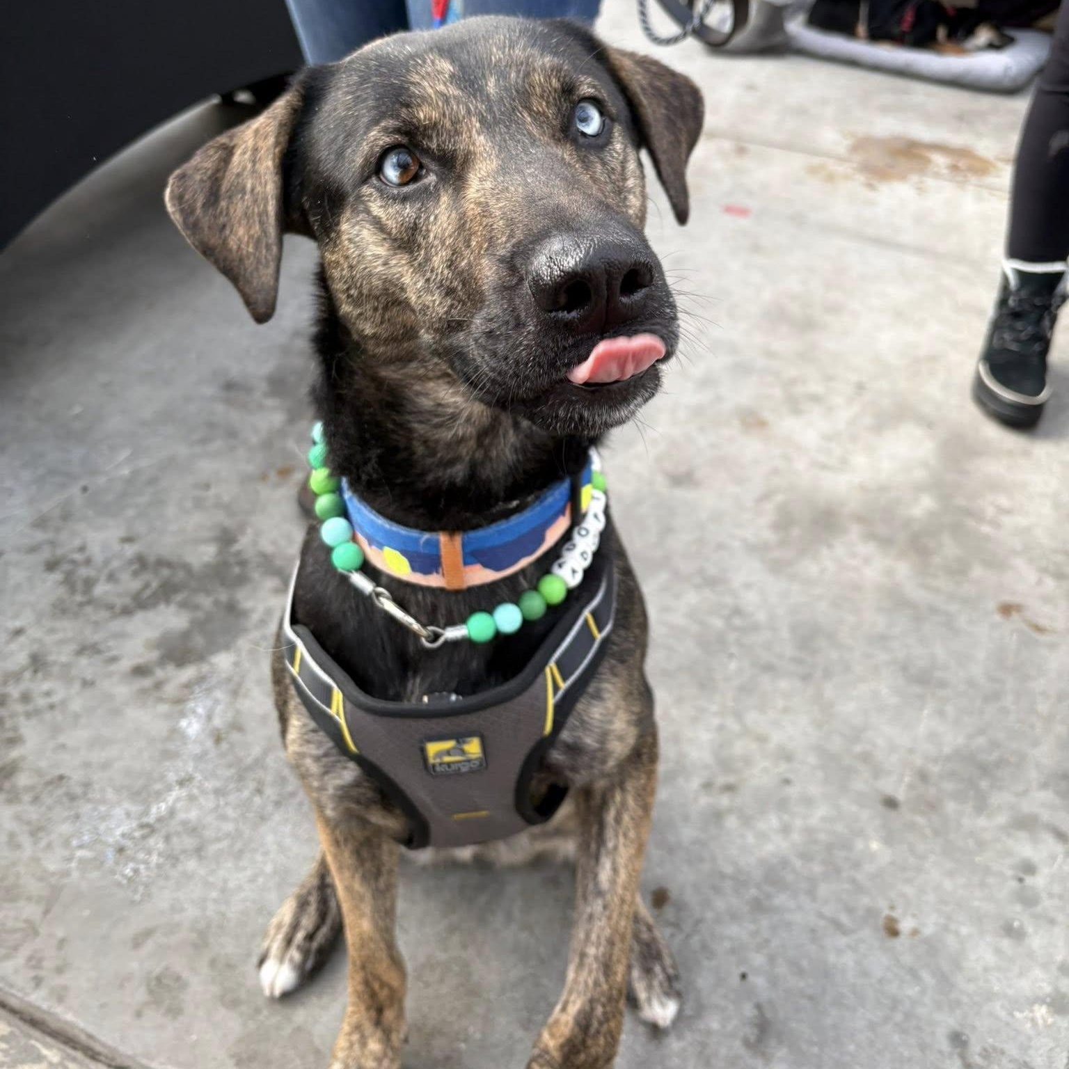 Enlarge Chucky, a Adoptable mixed breed in Woodstock, ON image 2/5