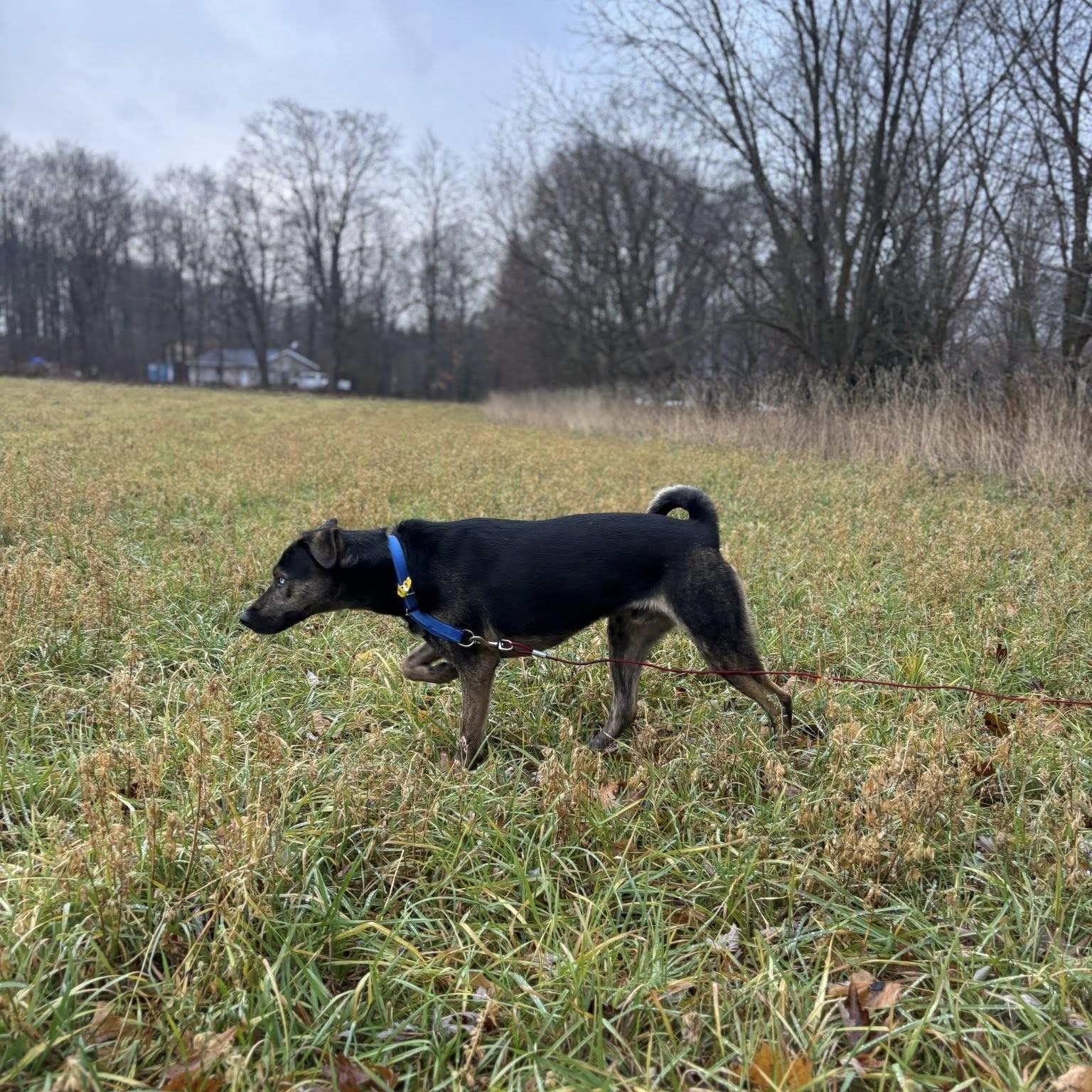 Enlarge Chucky, a Adoptable mixed breed in Woodstock, ON image 3/6