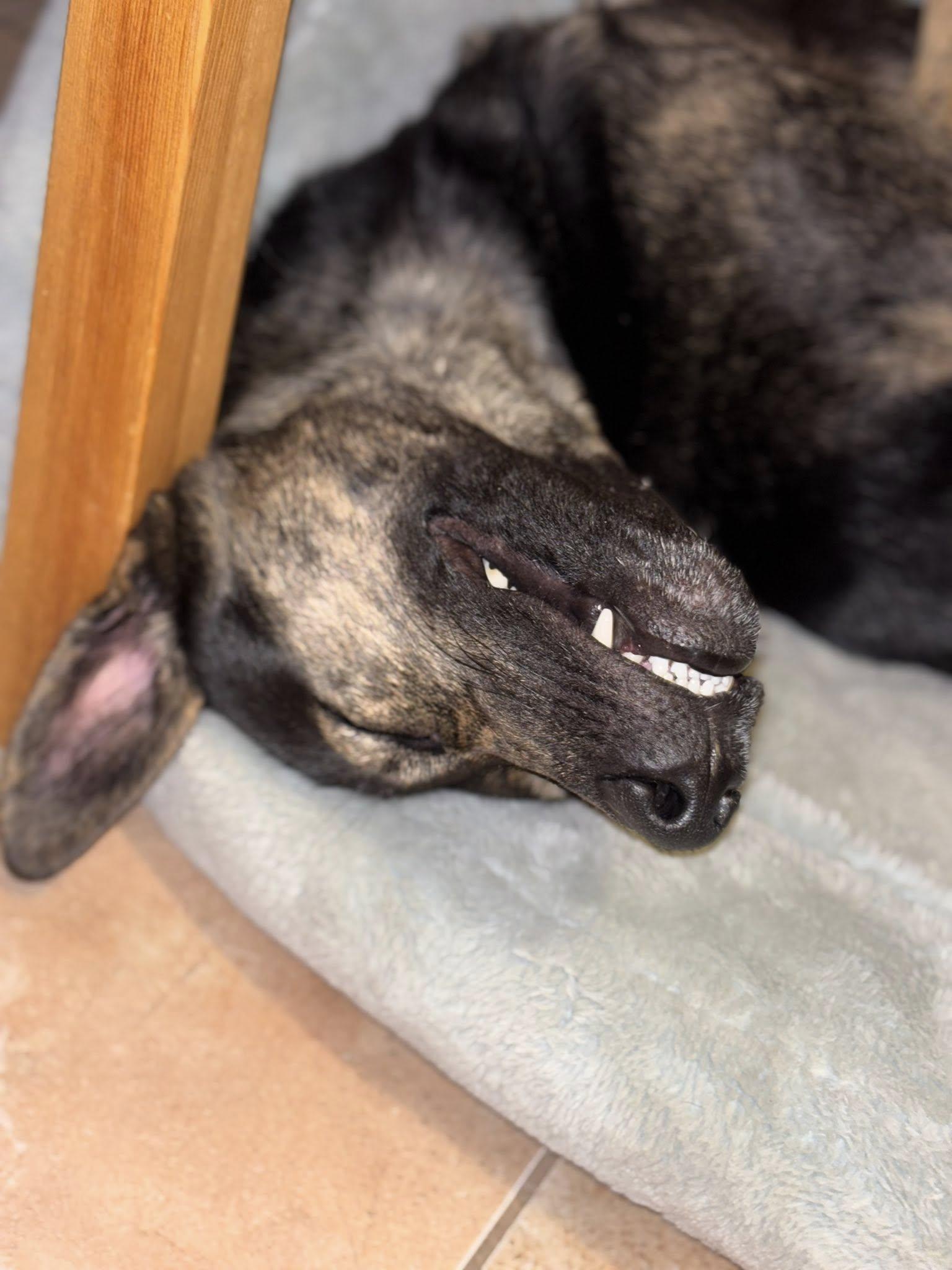 Enlarge Chucky, a Adoptable mixed breed in Woodstock, ON image 4/6