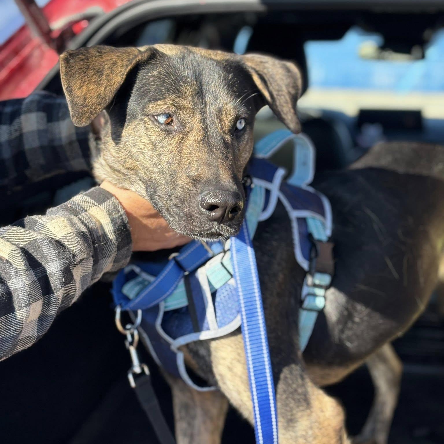 Enlarge Chucky, a Adoptable mixed breed in Woodstock, ON image 5/6