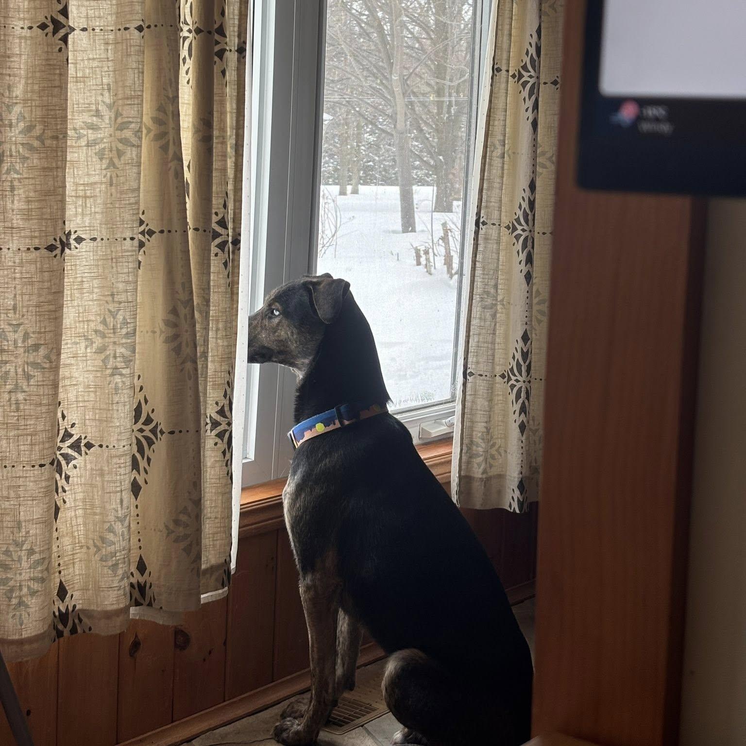 Chucky, a Adoptable mixed breed in Woodstock, ON image 3/6