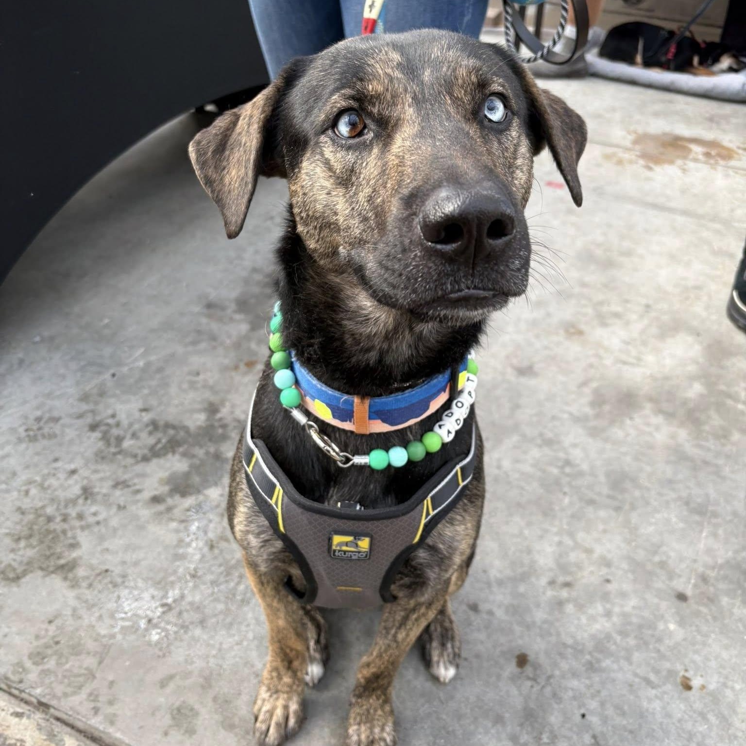 Chucky, a Adoptable mixed breed in Woodstock, ON image 1/6