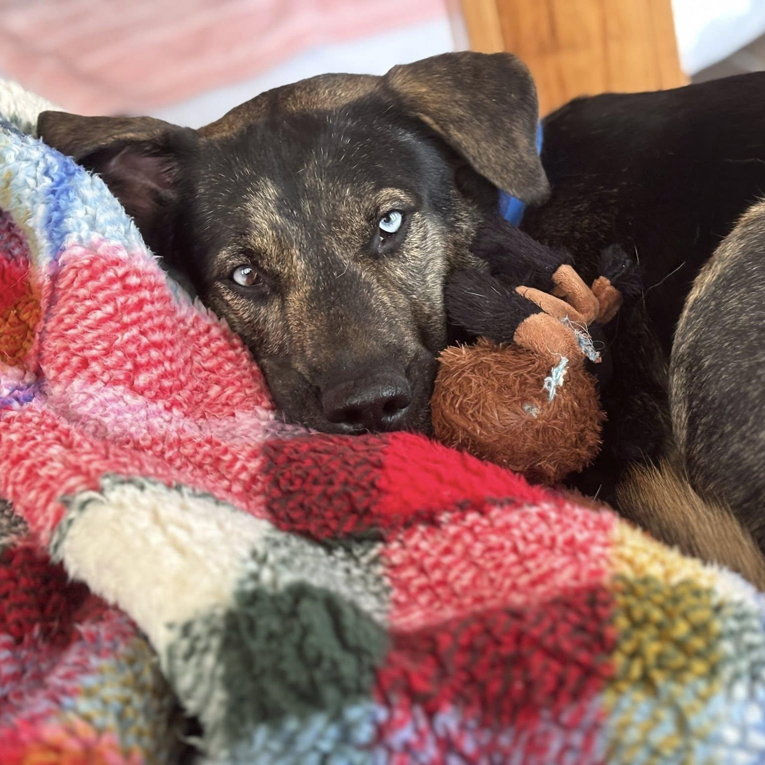 Enlarge Chucky, a Adoptable mixed breed in Woodstock, ON image 4/5