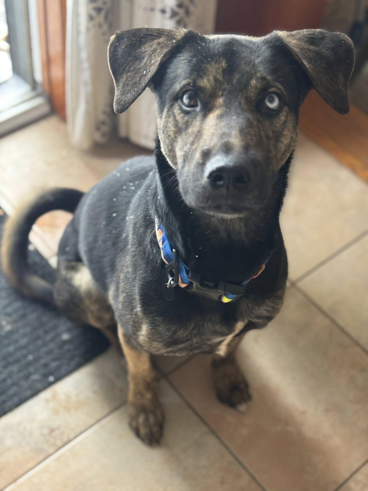 Chucky, a Adoptable mixed breed in Woodstock, ON image 6/6