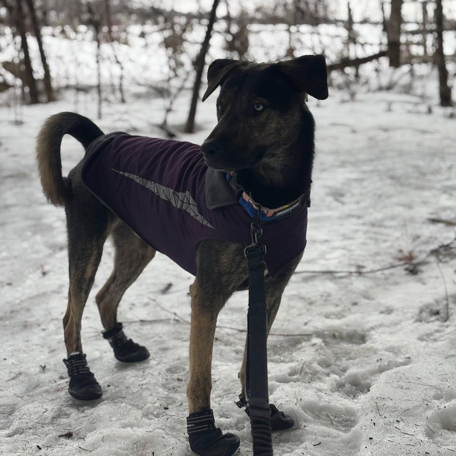 Chucky, a Adoptable mixed breed in Woodstock, ON image 4/6