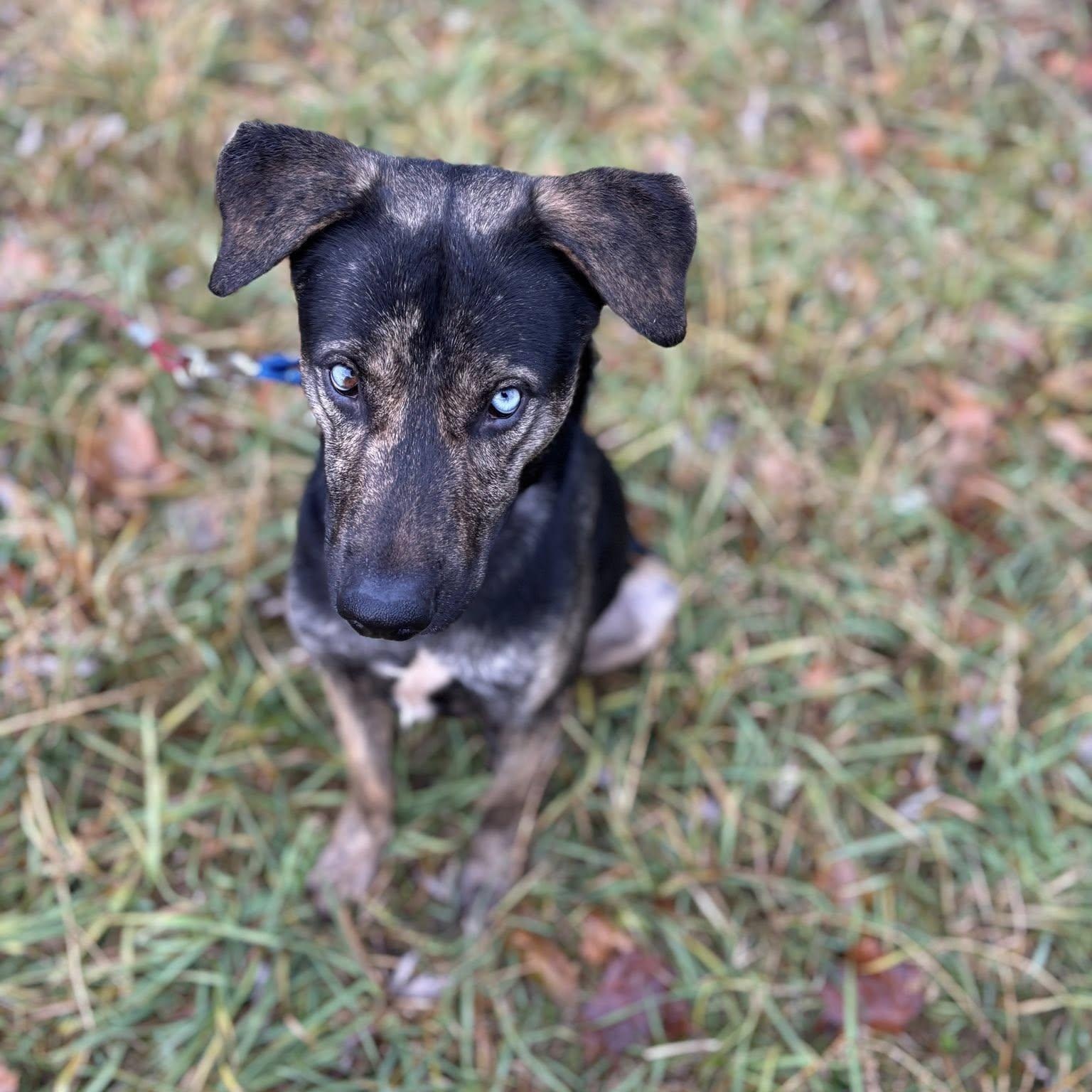 Chucky, Adoptable, Adult Male Labrador Retriever & Shepherd.