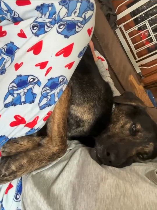 Enlarge Chucky, a Adoptable mixed breed in Woodstock, ON video 5/5