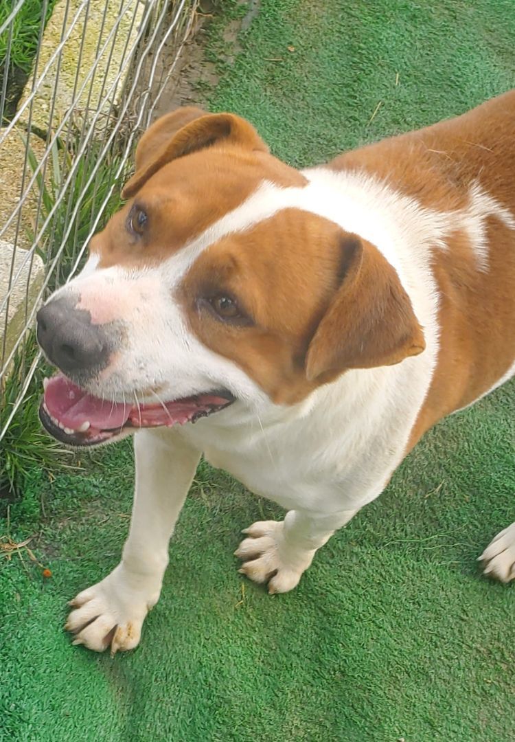 Bruno, a Adoptable mixed breed in Campton, KY image 1/12