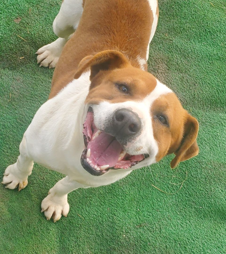 Bruno, a Adoptable mixed breed in Campton, KY image 2/12