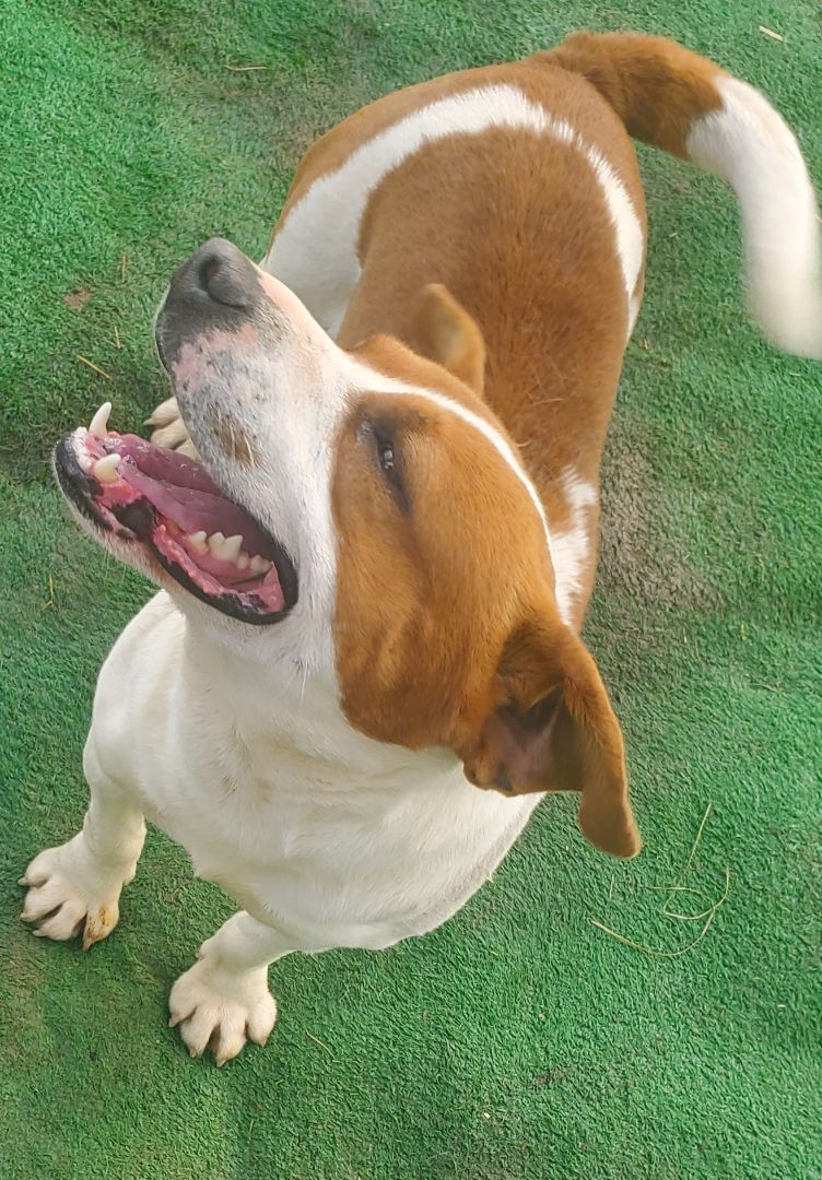 Bruno, a Adoptable mixed breed in Campton, KY image 4/12