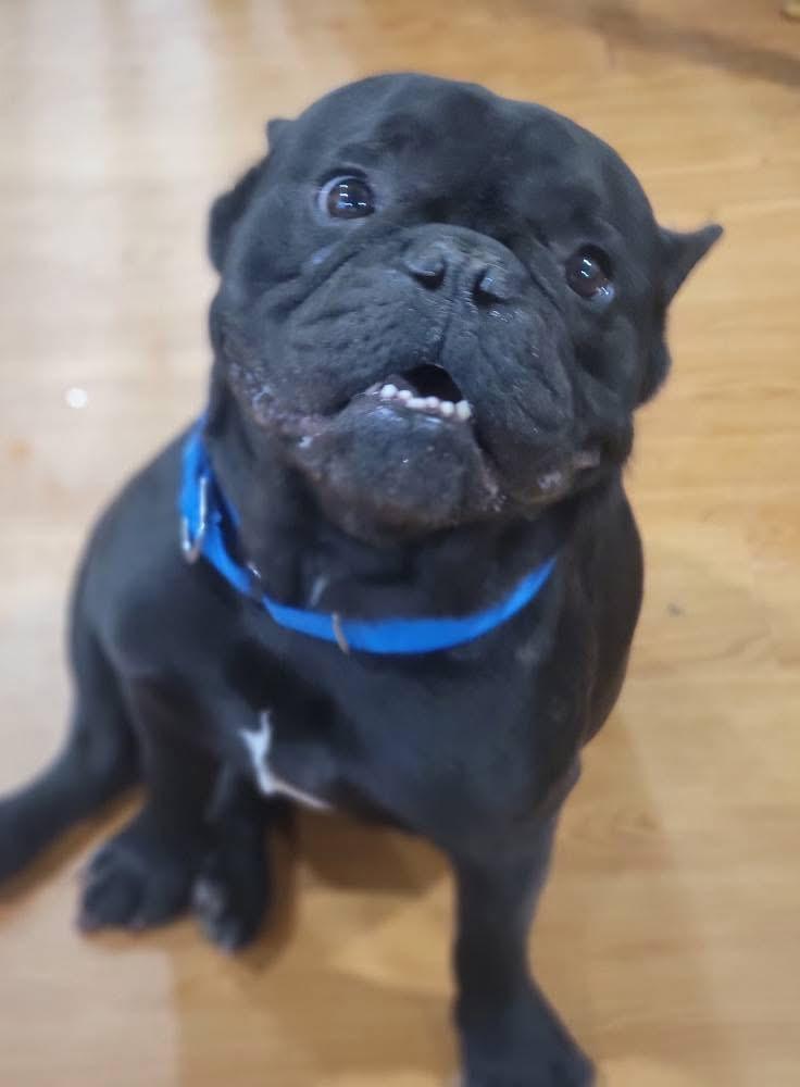 Enlarge Doug, an adopted French Bulldog in Fountaintown, IN image 3/6