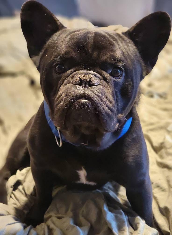 Enlarge Doug, an adopted French Bulldog in Fountaintown, IN image 6/6