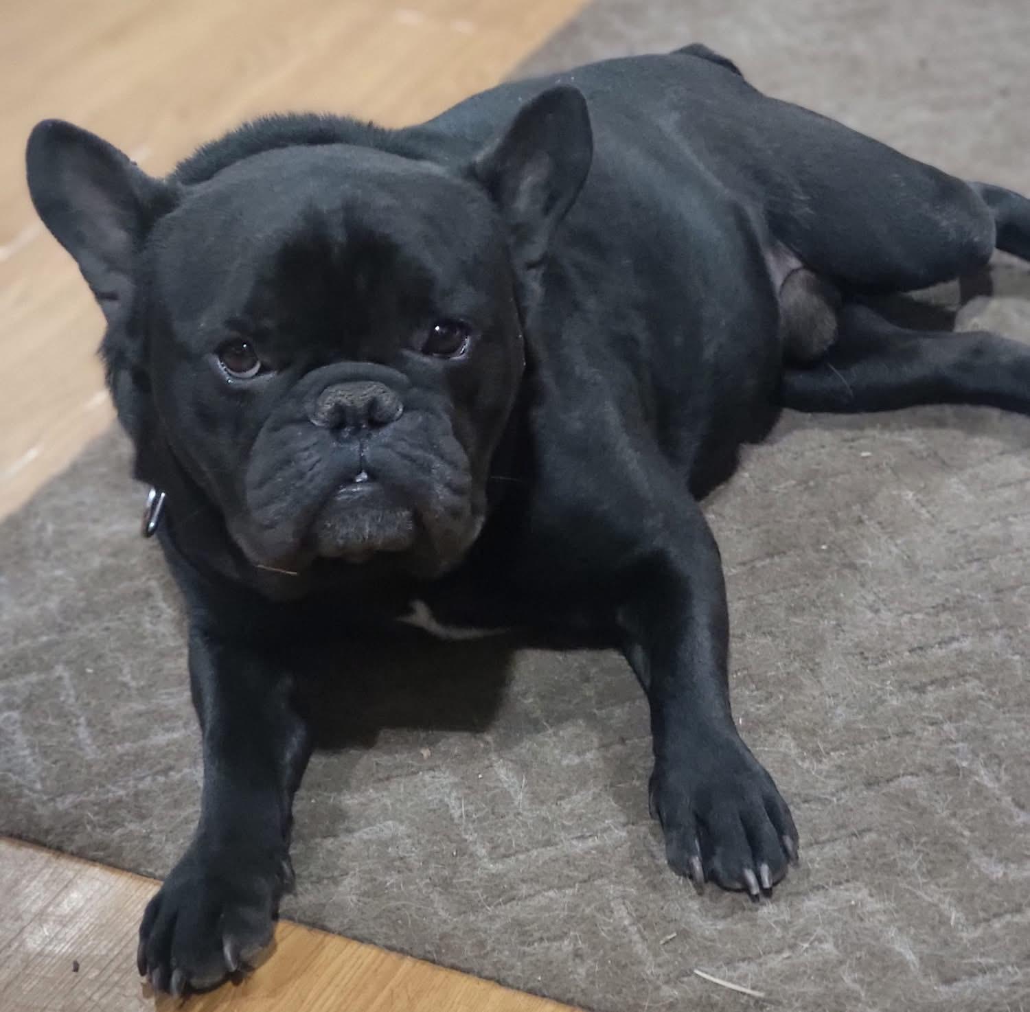 Enlarge Doug, an adopted French Bulldog in Fountaintown, IN image 4/6