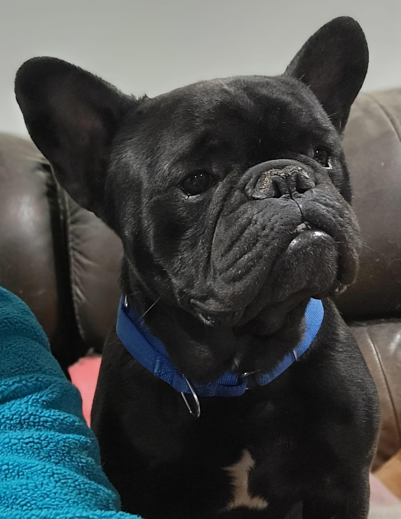 Doug, adopted, Young Male French Bulldog.
