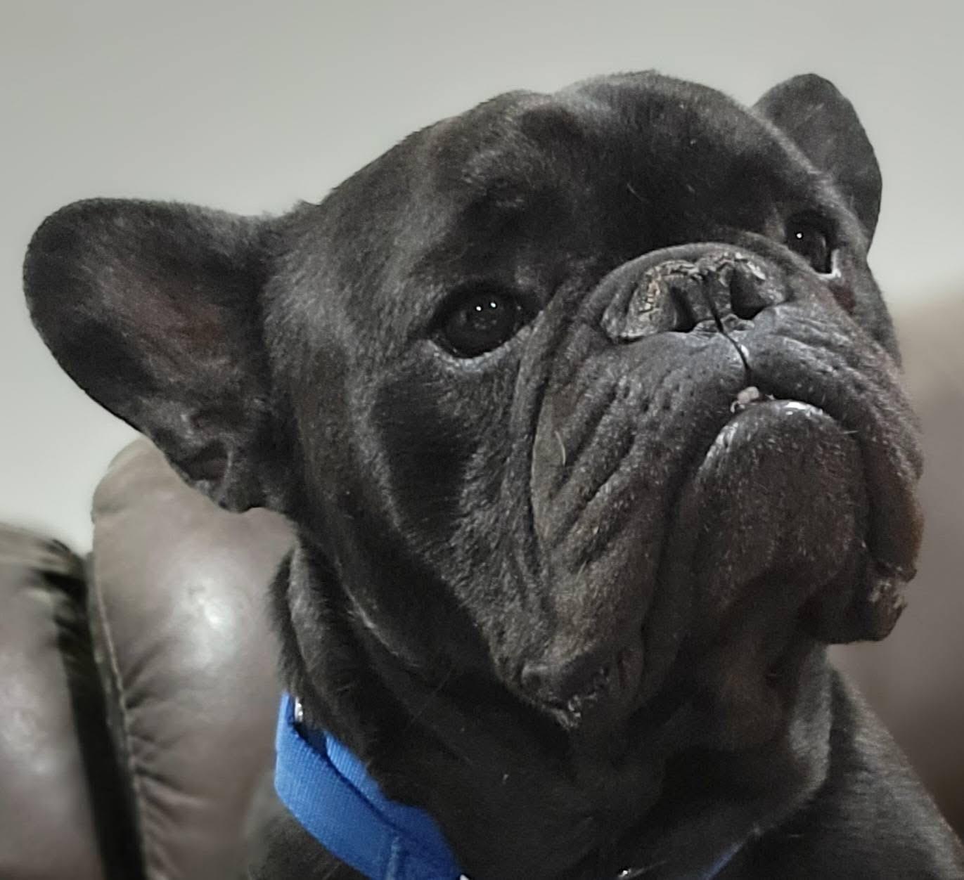 Enlarge Doug, an adopted French Bulldog in Fountaintown, IN image 5/6