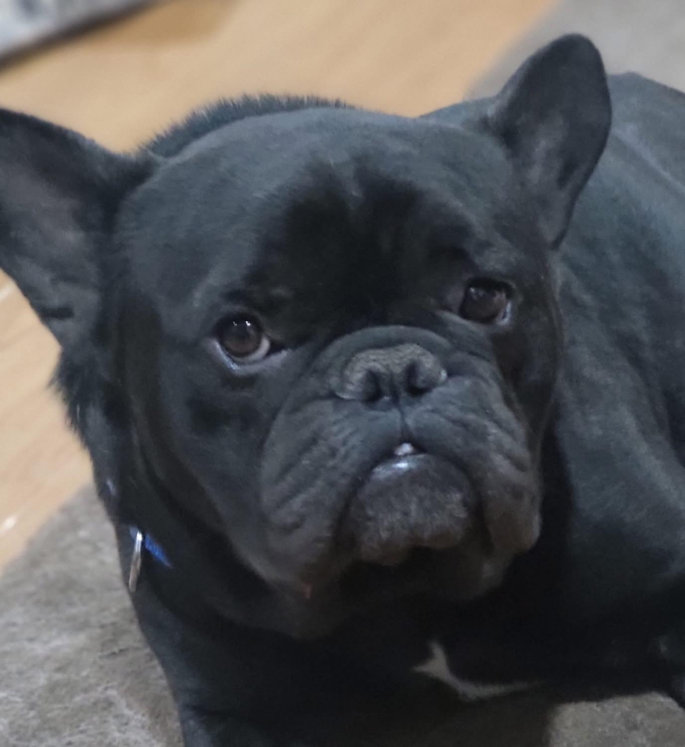 Enlarge Doug, an adopted French Bulldog in Fountaintown, IN image 2/6