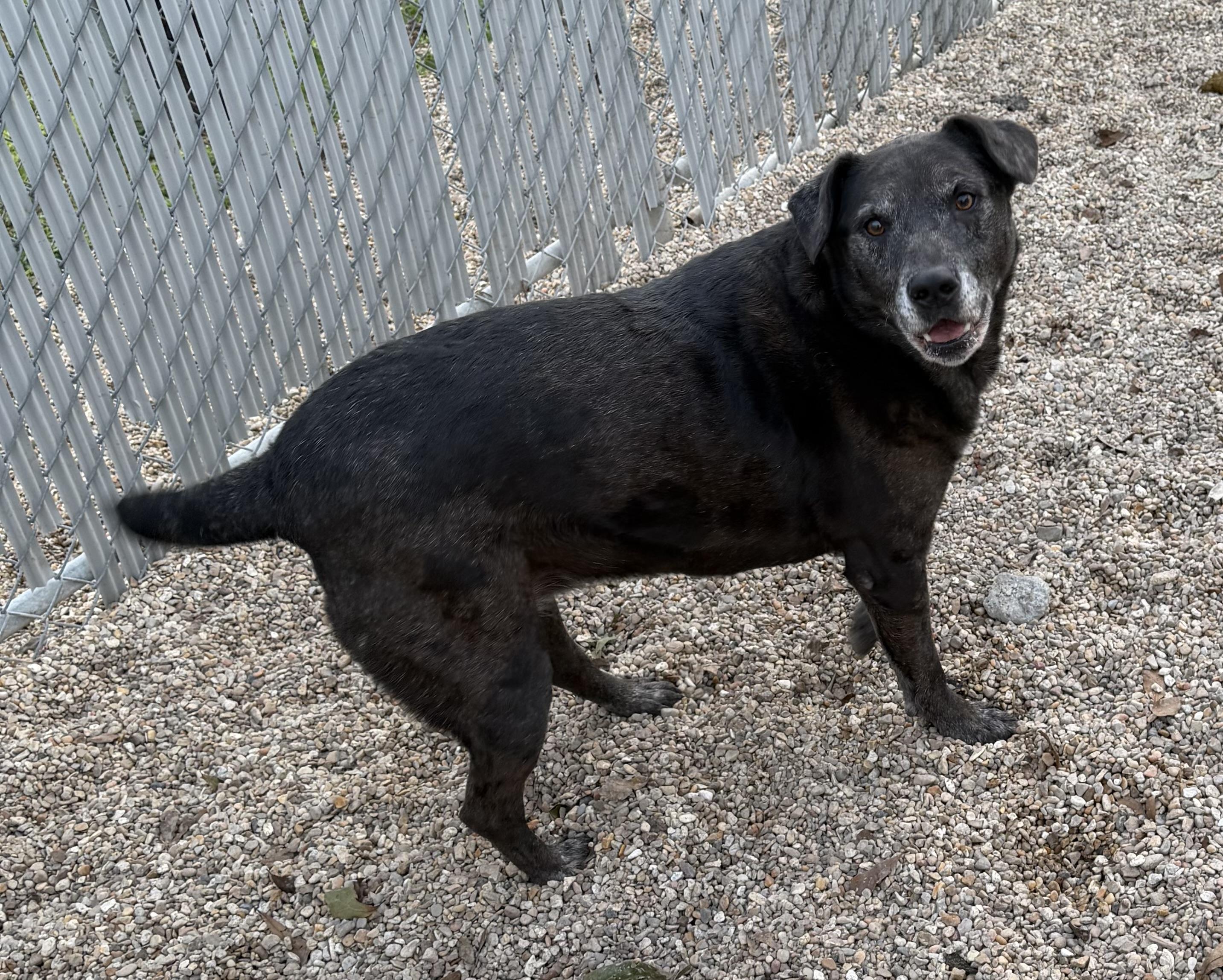 Nova, ADOPTABLE, Adult Female Mixed Breed.