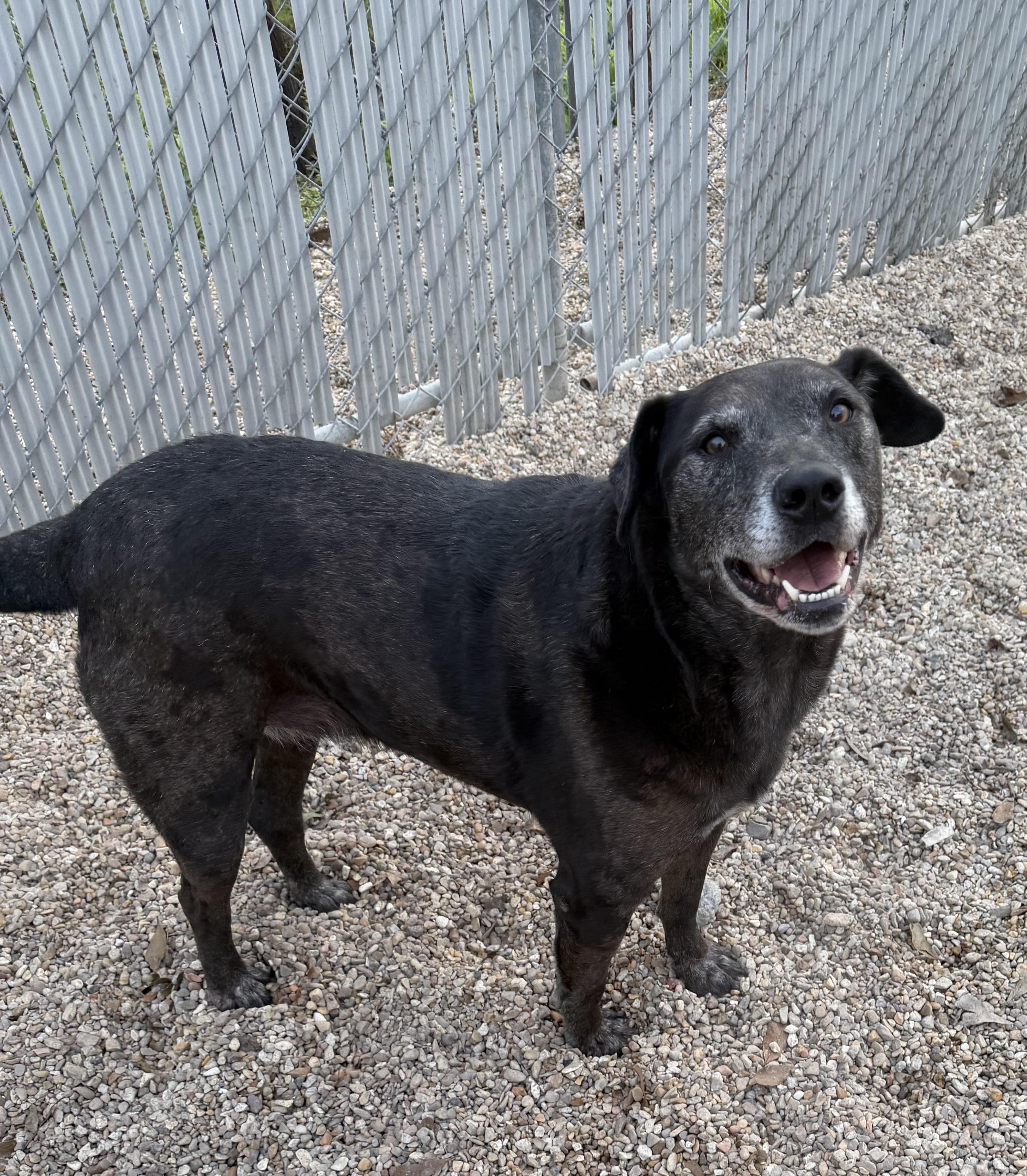 Enlarge Nova, a ADOPTABLE Mixed Breed in Rayne, LA image 4/4