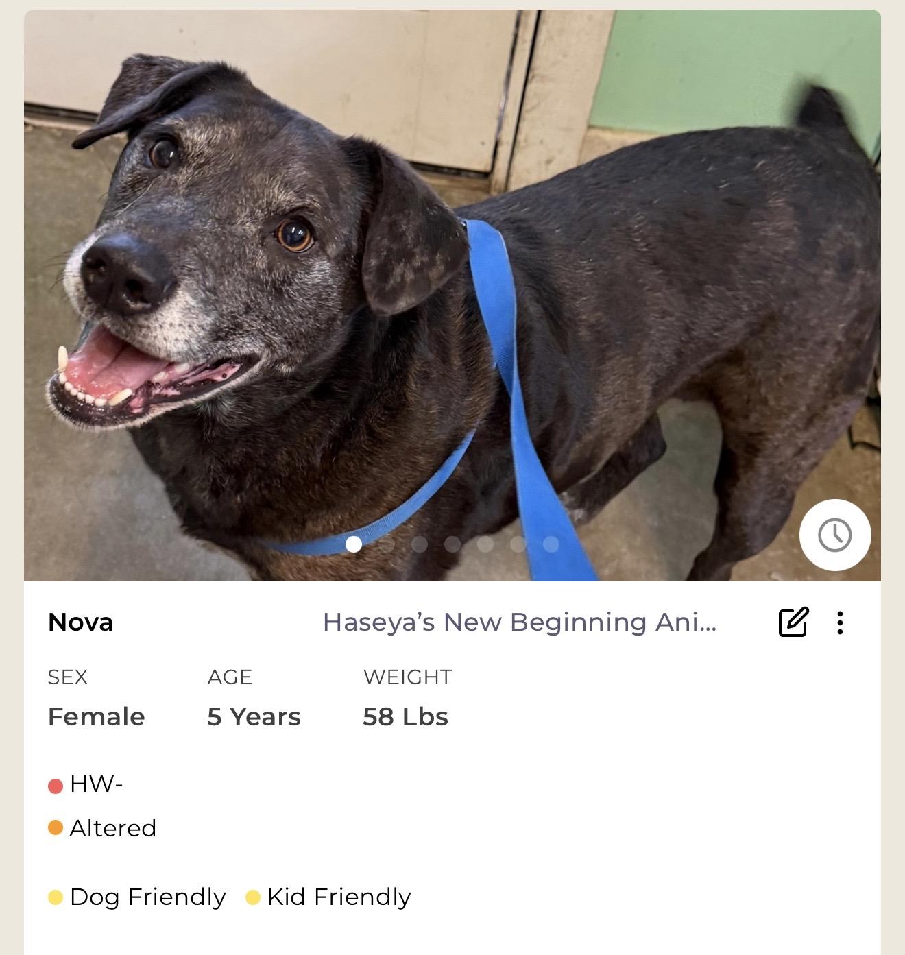 Enlarge Nova, a ADOPTABLE Mixed Breed in Rayne, LA image 2/4
