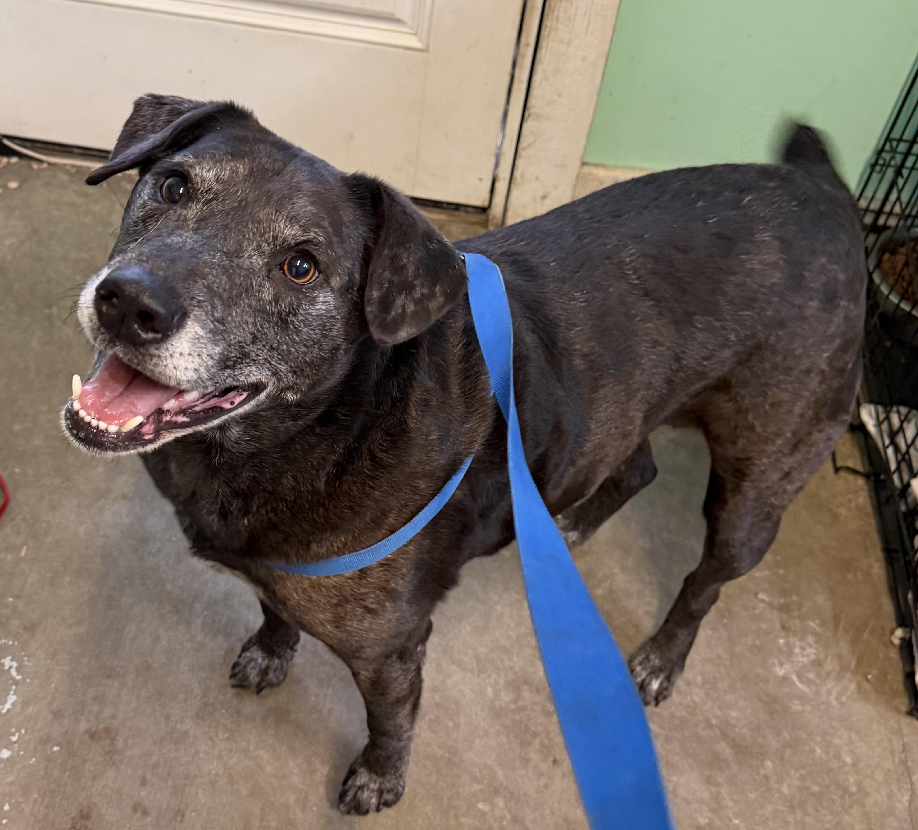 Enlarge Nova, a ADOPTABLE Mixed Breed in Rayne, LA image 3/4