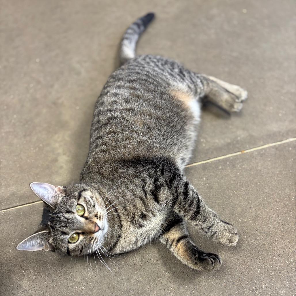 Conga, a Adoptable Domestic Short Hair in Davenport, IA image 3/6