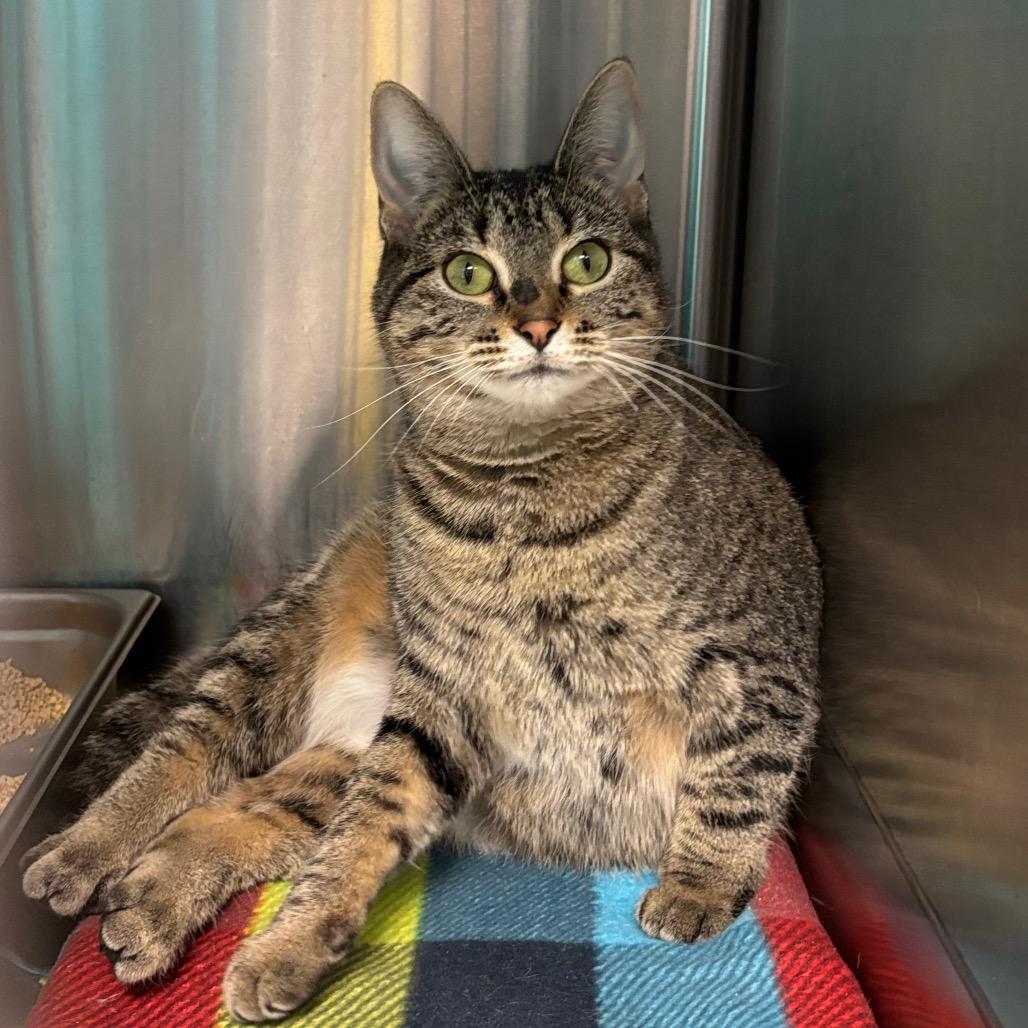 Conga, a Adoptable Domestic Short Hair in Davenport, IA image 6/6