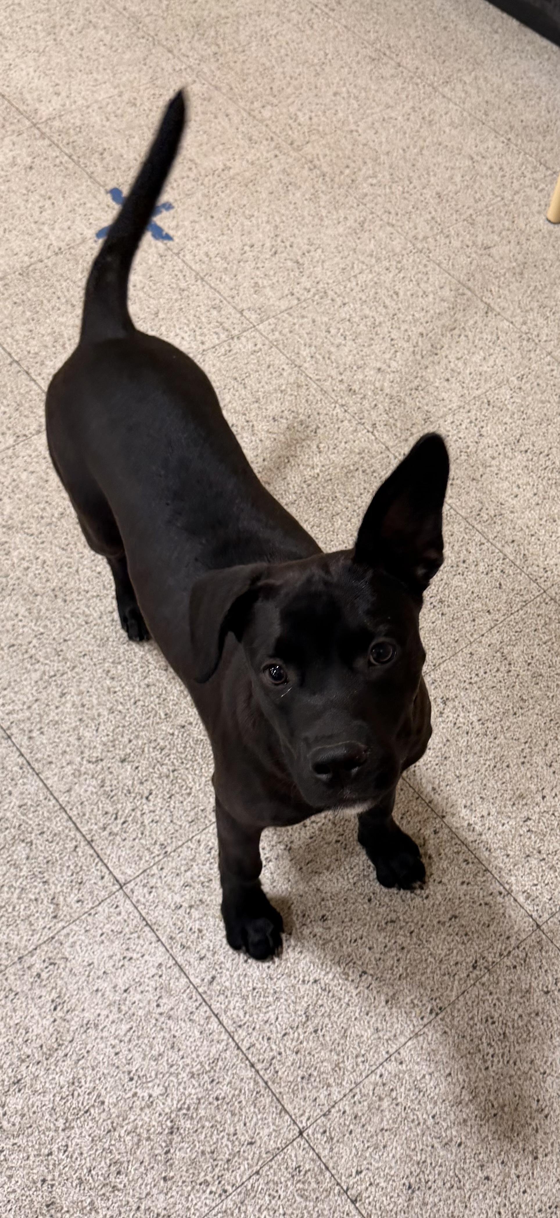 Enlarge April, a Adoptable mixed breed in Purchase, NY image 3/3