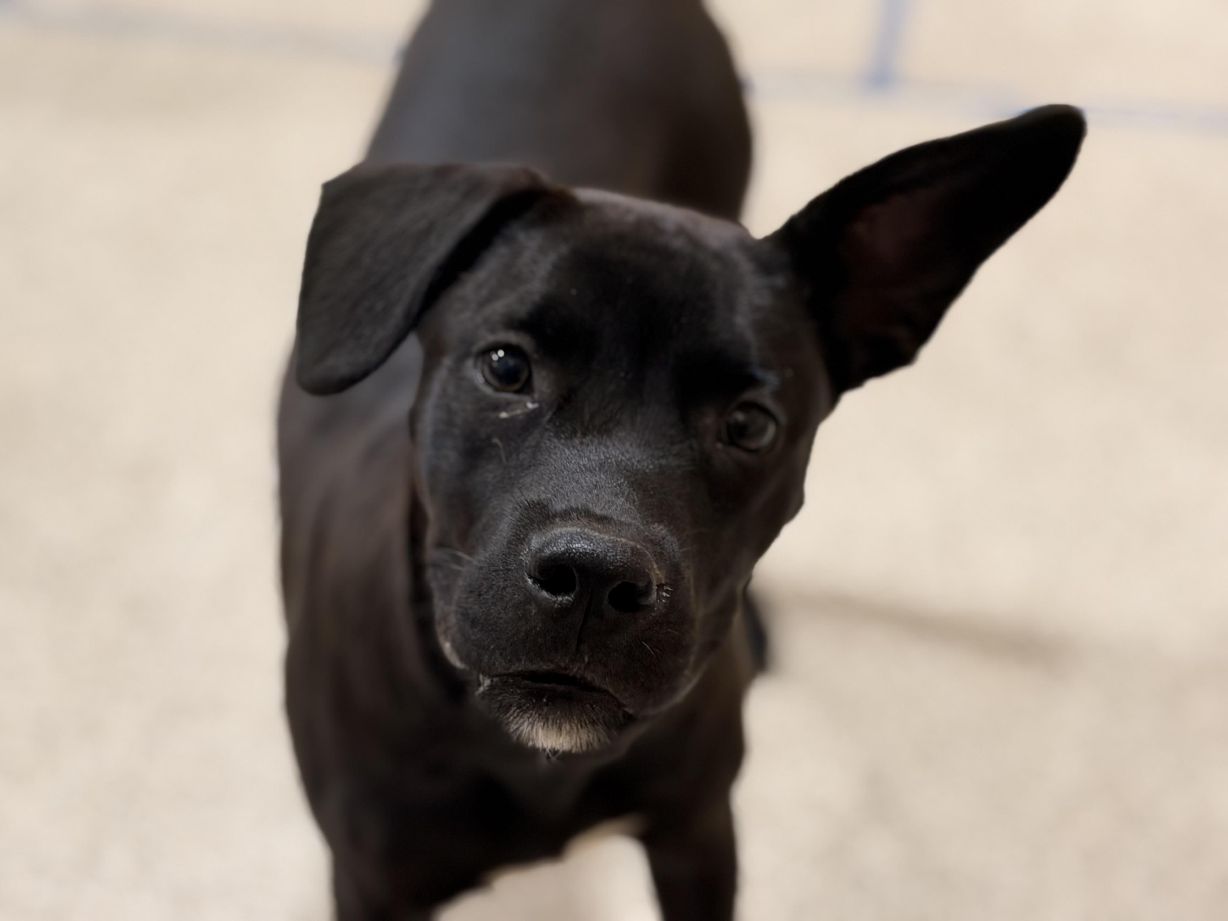 April, Adoptable, Puppy Female Labrador Retriever.
