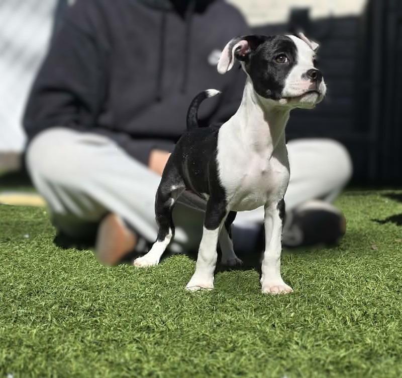 Sunny, Adopted, Puppy Female Boxer.