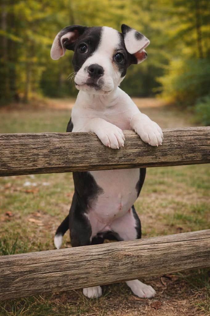 Enlarge Sunny, a Adopted mixed breed in Sunrise Beach, MO image 2/3