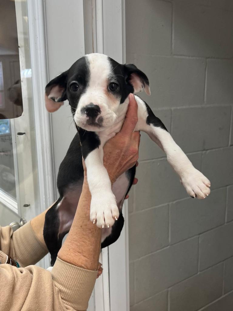 Enlarge Sunny, a Adopted mixed breed in Sunrise Beach, MO image 3/3