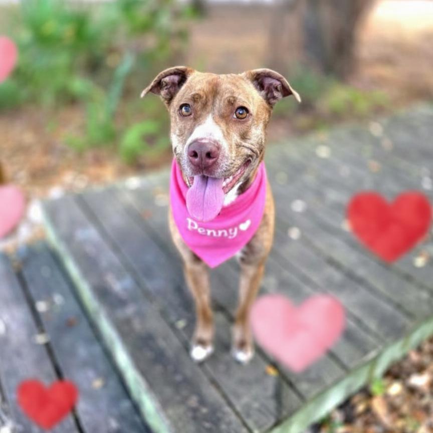 Penny — thumbnail 6