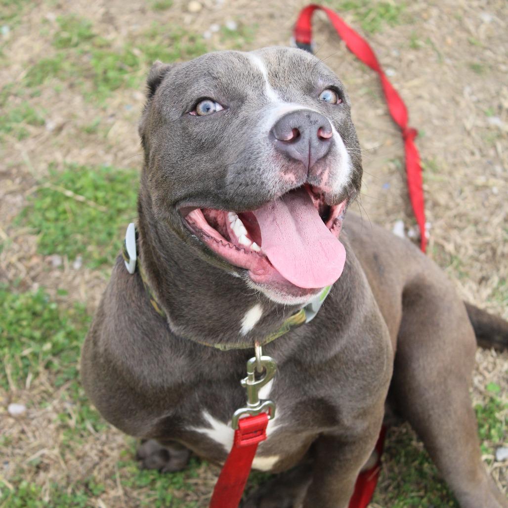 Enlarge Bella, a Adoptable Pit Bull Terrier in Cleveland, MS image 1/4