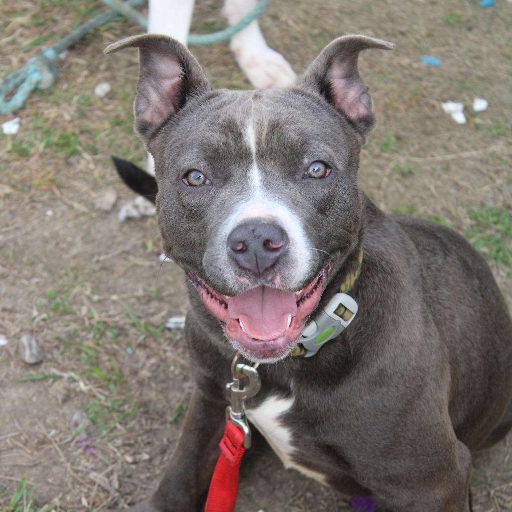 Enlarge Bella, a Adoptable Pit Bull Terrier in Cleveland, MS image 2/4