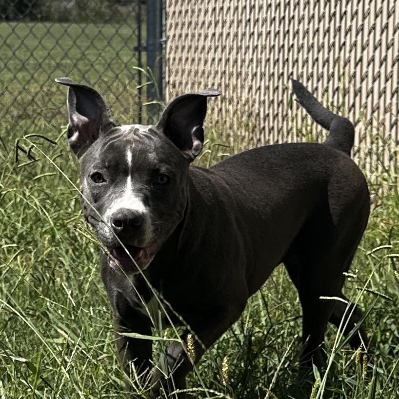 Enlarge Bella, a Adoptable Pit Bull Terrier in Cleveland, MS image 1/2