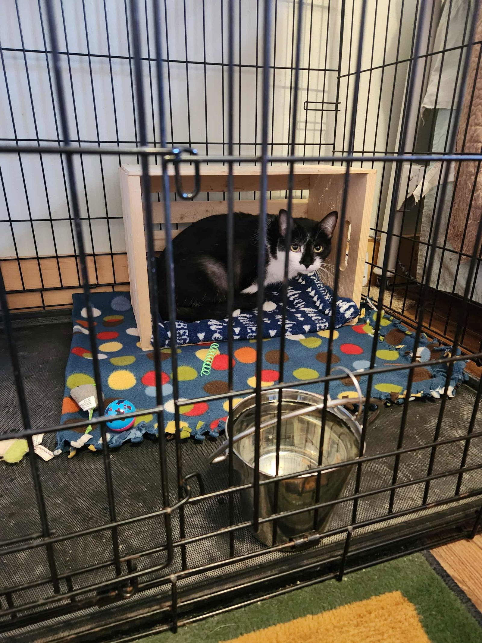 Trolli, Adoptable, Young Female Domestic Short Hair.