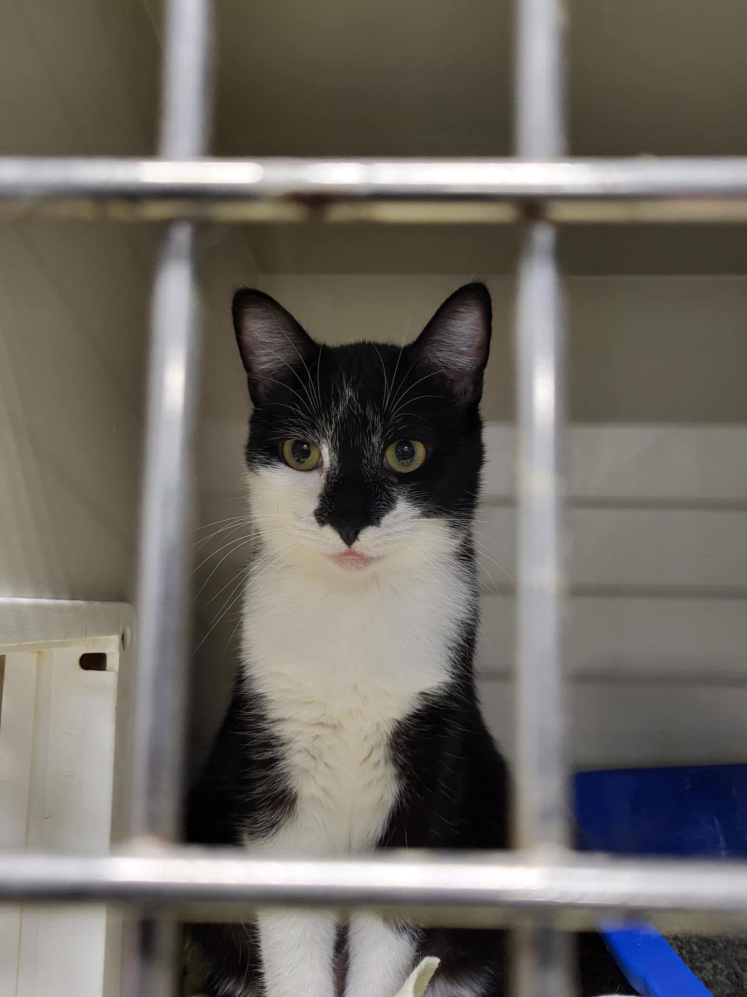 Trolli, a Adoptable Domestic Short Hair in Detroit Lakes, MN image 2/3