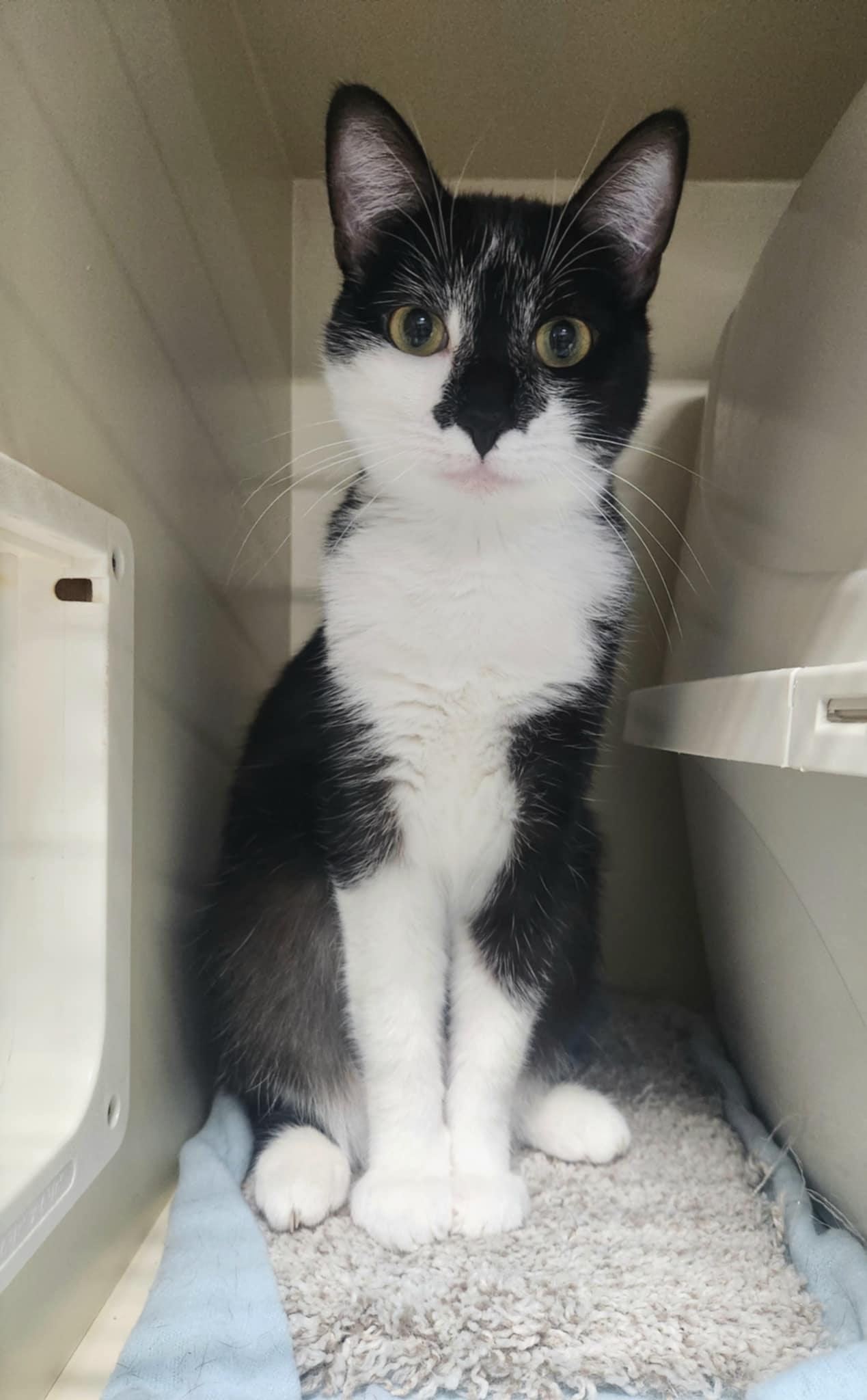 Trolli, a Adoptable Domestic Short Hair in Detroit Lakes, MN image 3/3