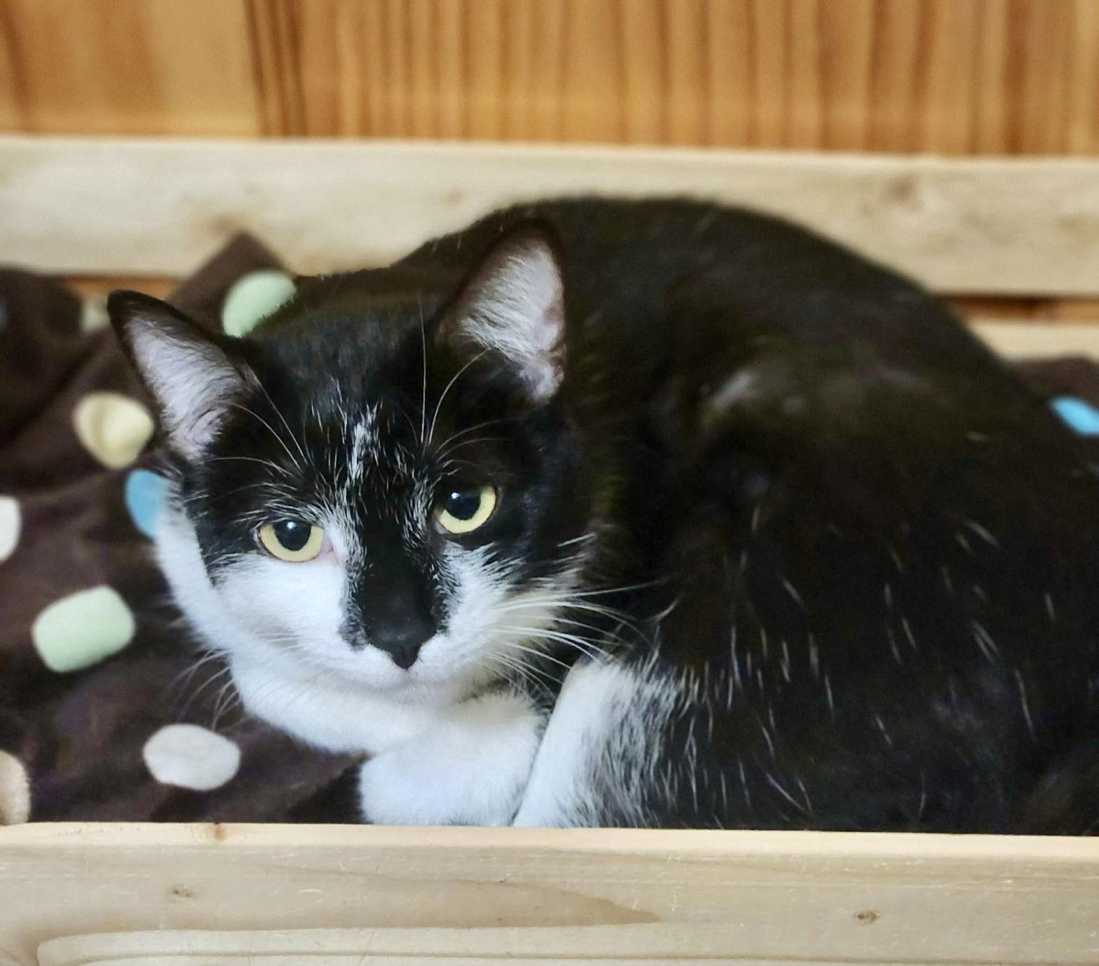 Enlarge Trolli, a Adoptable Domestic Short Hair in Detroit Lakes, MN image 2/3