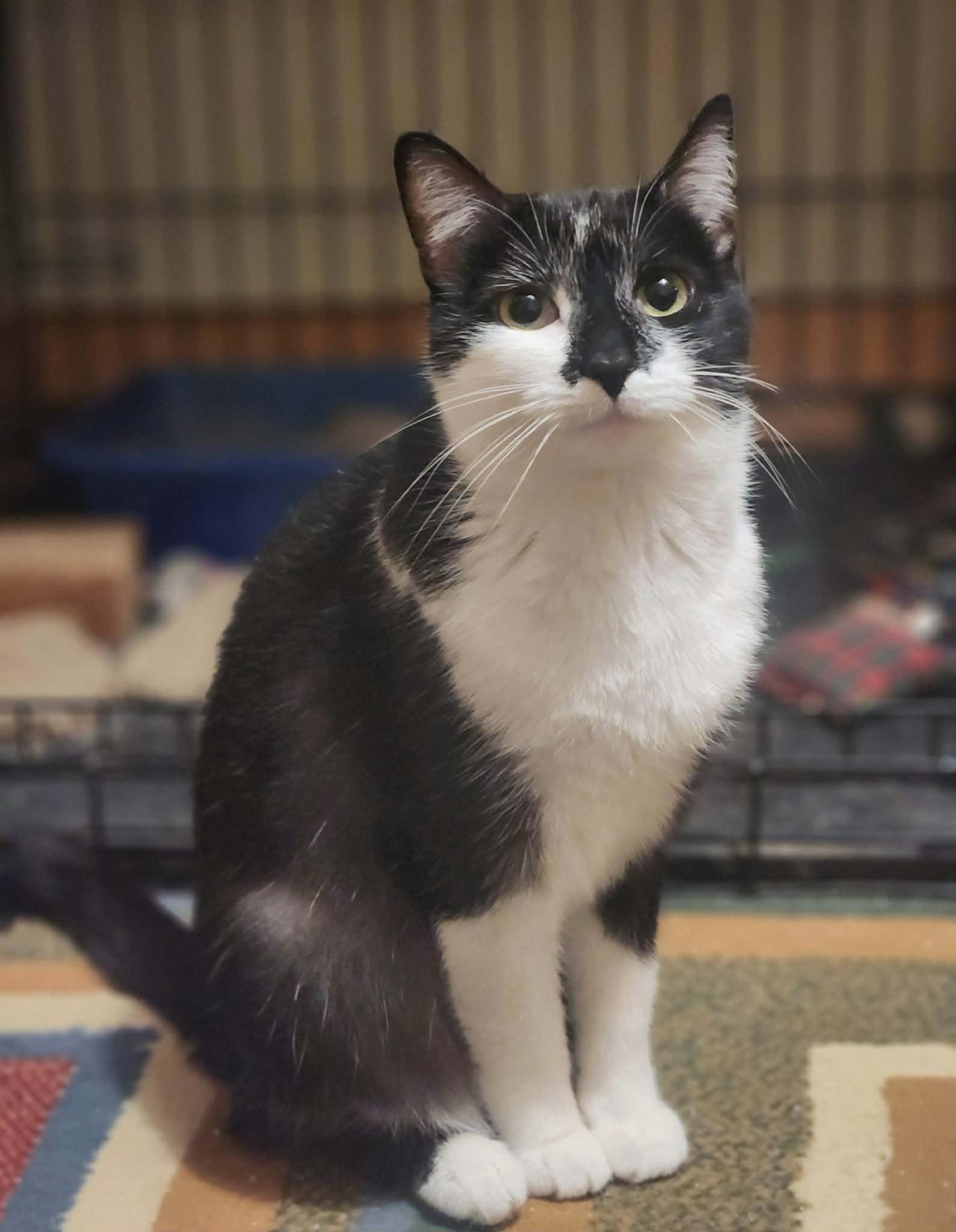 Enlarge Trolli, a Adoptable Domestic Short Hair in Detroit Lakes, MN image 3/3